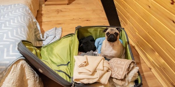 4639-perro-maleta-para-viajar-eeuu