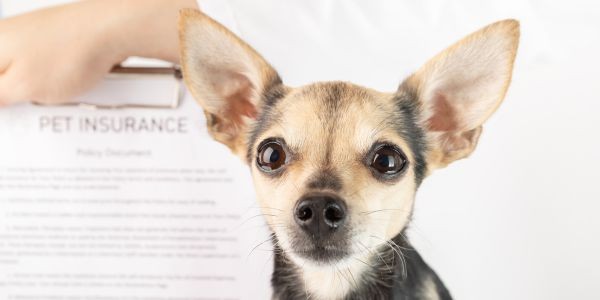 4640-documentacion-viajar-a-eeuu