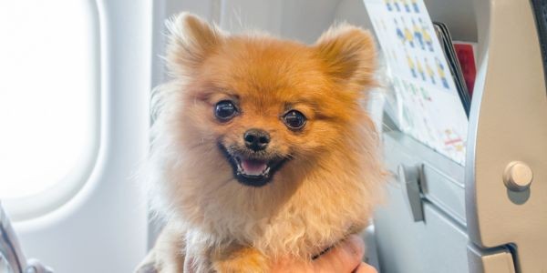 4642-perro-viajando-en-avion