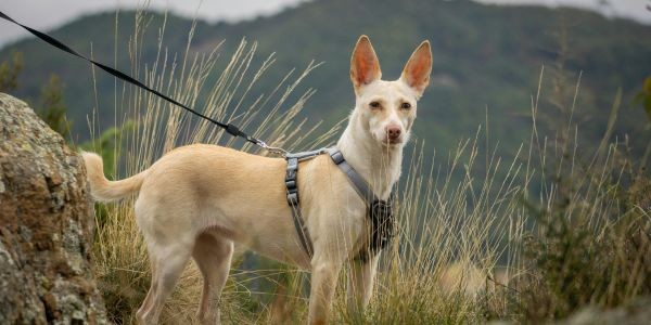 4684-tener-un-perro-en-espana-dinero