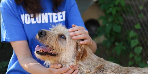 4686-adoptar-perro-en-espana