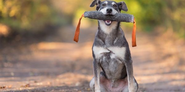 4688-entremamiento-canino-gasto