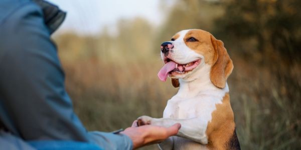 4689-vivir-con-perro