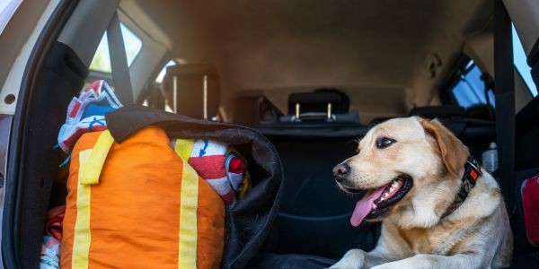 4690-viajar-con-perro-gasto