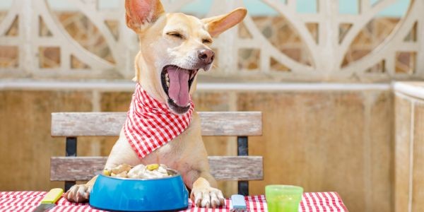 4712-restaurantes-admiten-perros-valencia