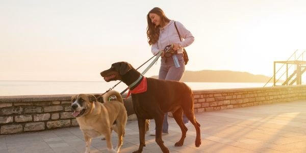 4713-paseo-perro-valencia