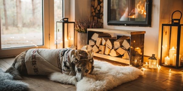 4724-hoteles-admiten-perros-en-sierra-nevada