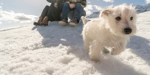 4725-donde-comer-con-perro-en-sierra-nevada