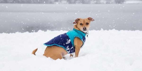 4726-accesorios-baratos-para-perros-frio