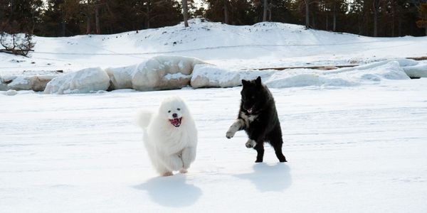 4727-perro-en-sierra-nevada-planes