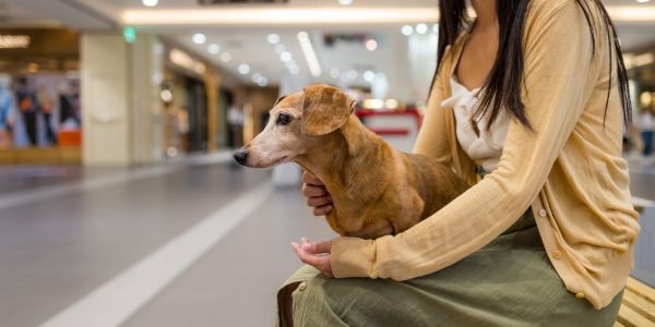 4748-comprar-con-perro-centros-comerciales