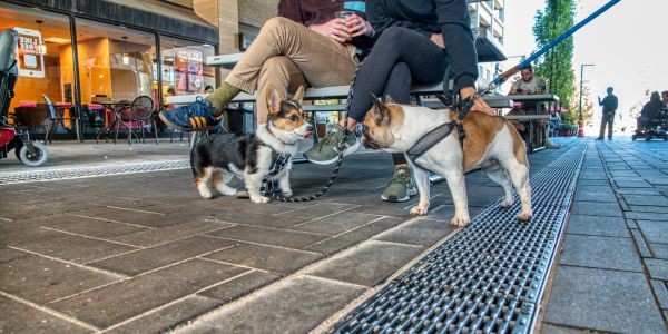 4758-restaurantes-admiten-perros-toledo