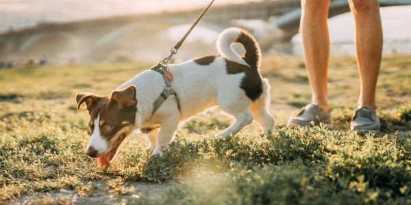 4772-playas-caninas-malaga