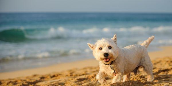 4773-playas-caninas-malaga