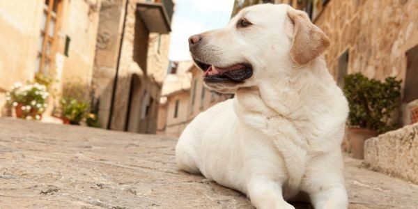 4775-pueblos-malaga-con-perro