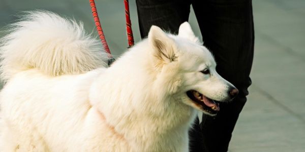 4776-malaga-con-perro-que-hacer