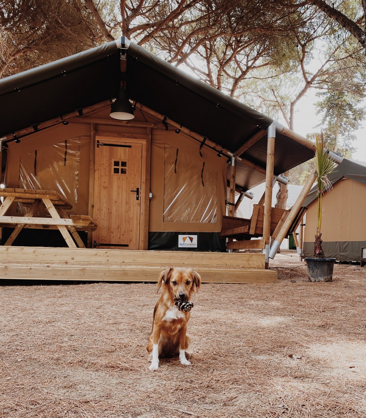 4807-taiga-resorts-valdevaqueros-dog-friendly