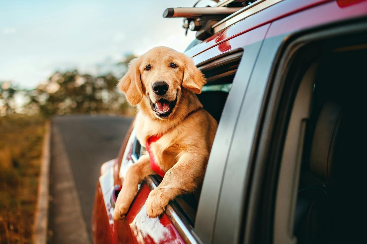 4814-perros-en-coche