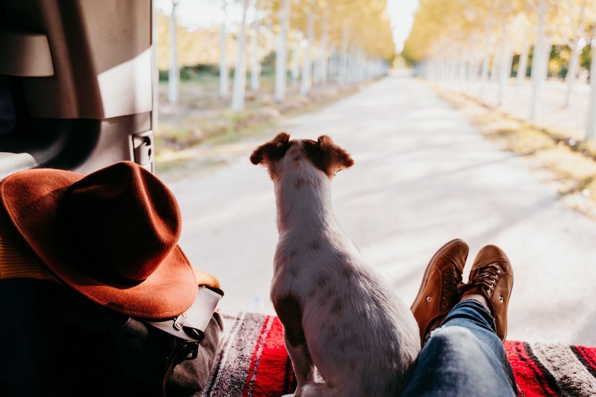 4818-viajar-con-perro-documentacion