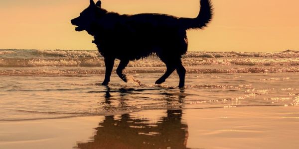 4830-santander-con-perro-guia-dog-friendly