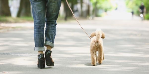 4833-santander-con-perro-guia-dog-friendly