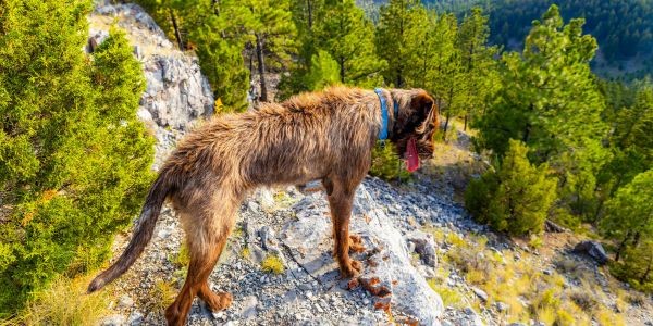 4844-huesca-con-perro-planes