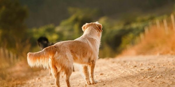 4855-donde-dormir-en-avila-con-perro