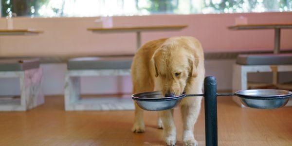 4879-restaurantes-admiten-perros-a-coruna