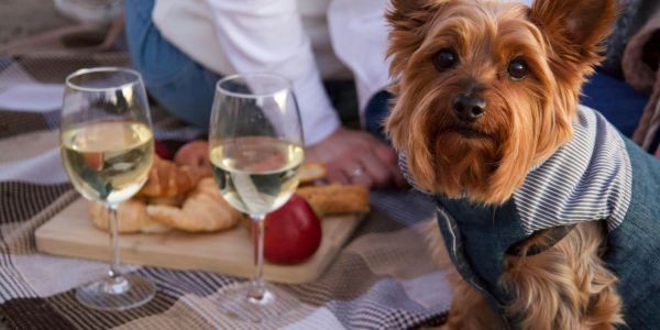 4881-restaurantes-admiten-perros-a-coruna