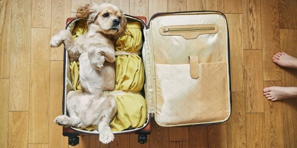 4893-botiquin-para-viajar-con-perro