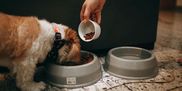 4905-restaurantes-admiten-perros-asturias