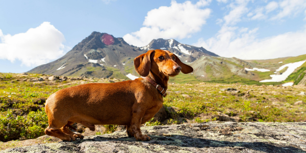 4917-perro-sierra-madrid-rutas