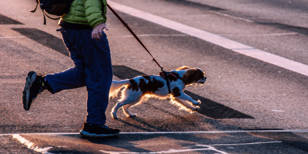 4930-granada-con-perro