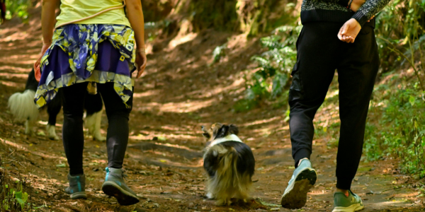 4932-granada-con-perro