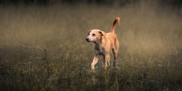 4943-salamanca-con-perro