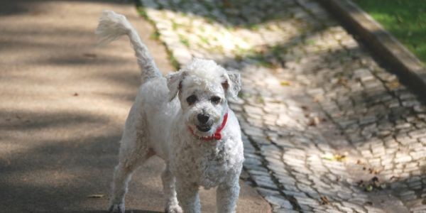 4945-salamanca-con-perro