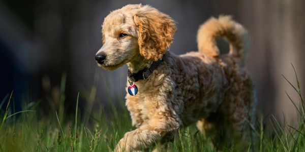 4977-perro-cantabria-comer