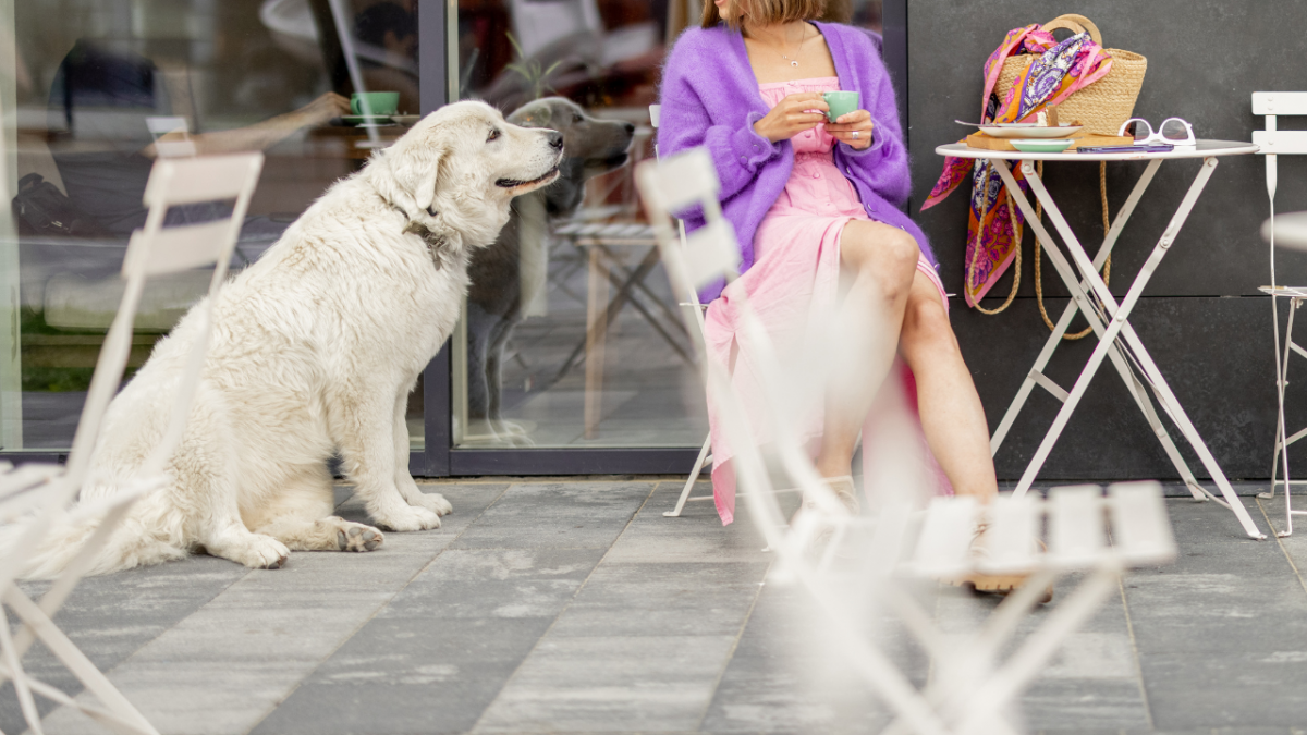 4981-Ciudades-dog-friendly-espana