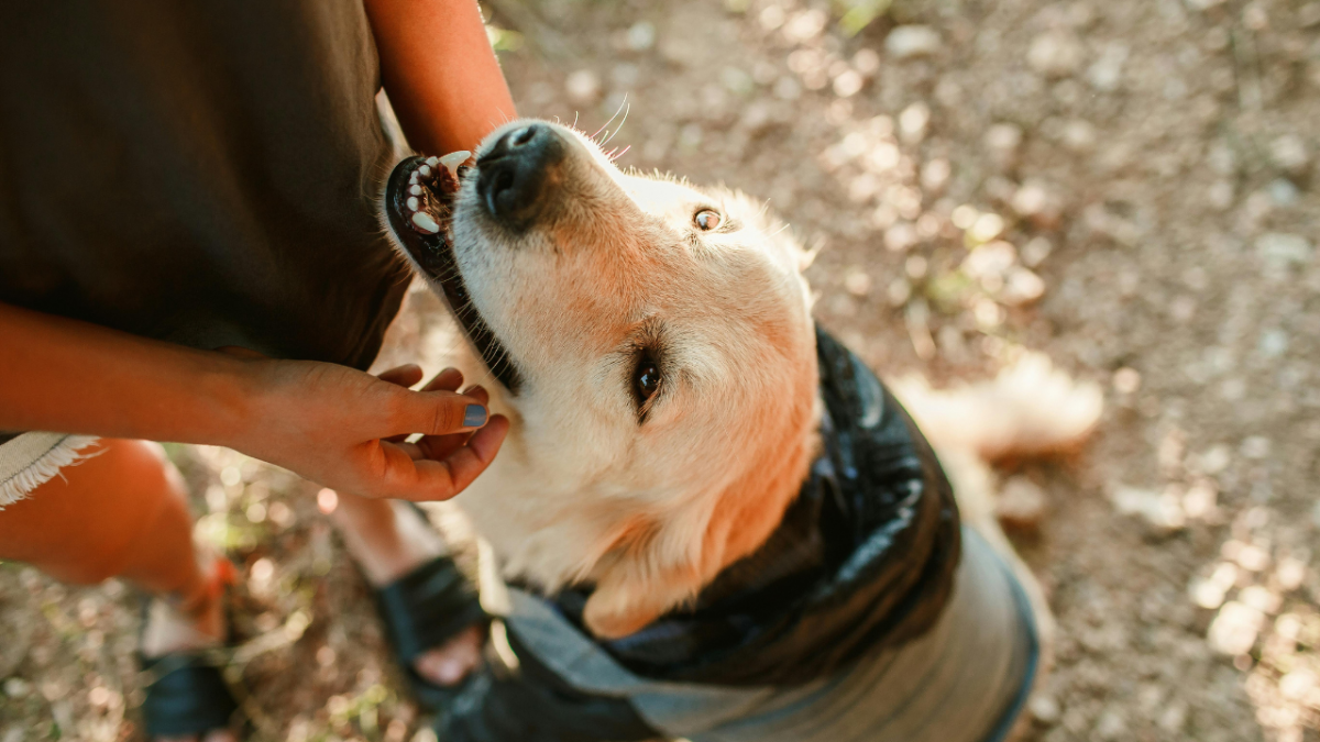 4995-Begur-dog-friendly