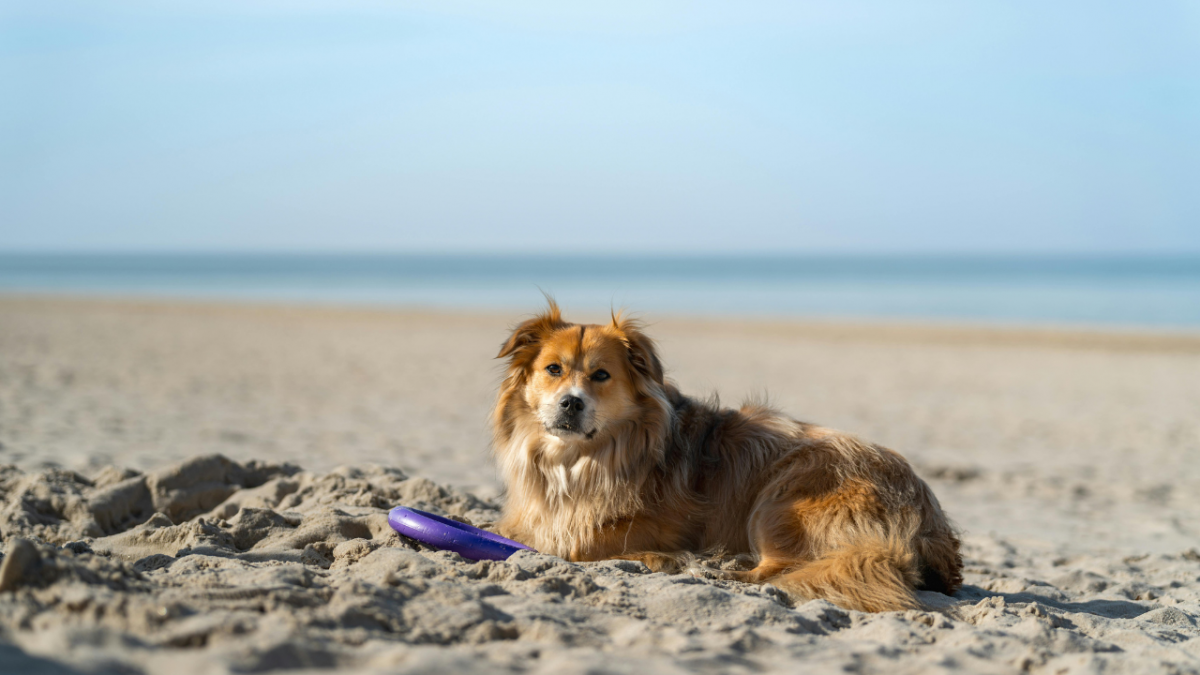 4999-Perro-en-playa-de-girona-cami-de-ronda