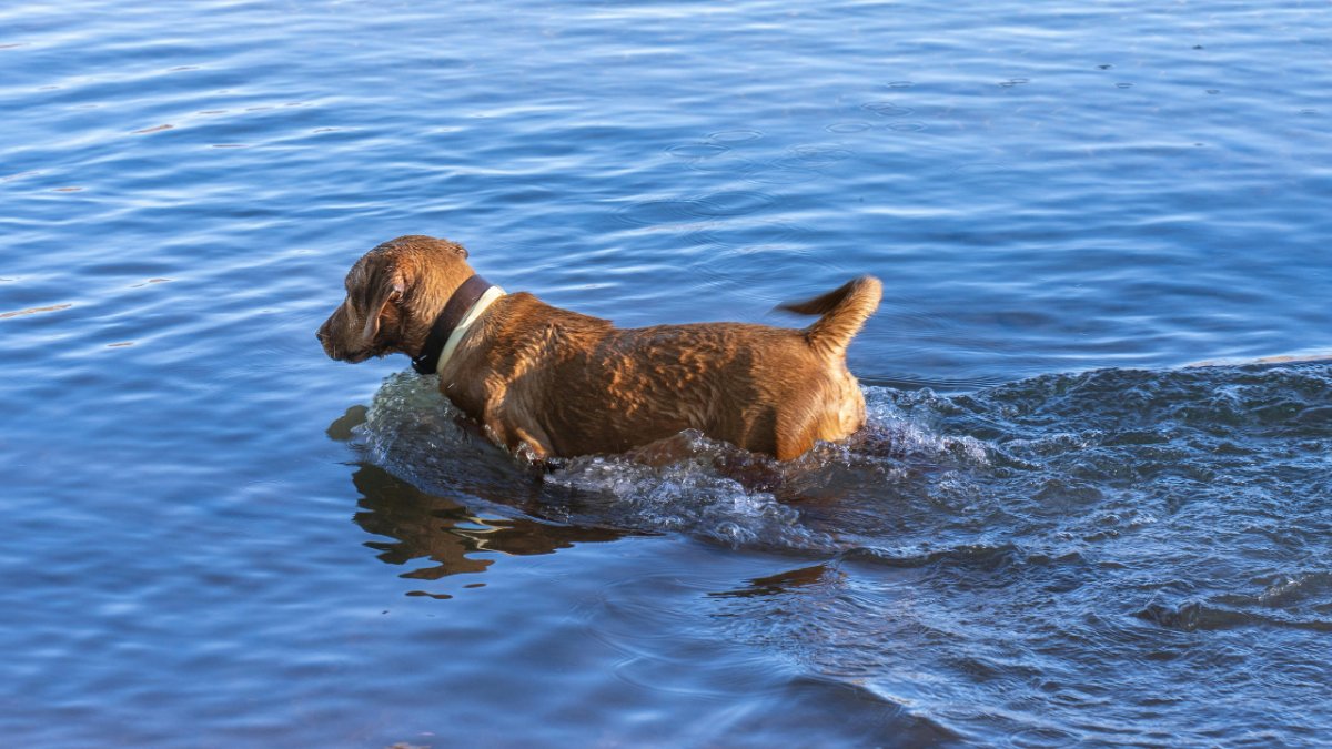 5004-Ruta-dog-friendly-rio-chillar