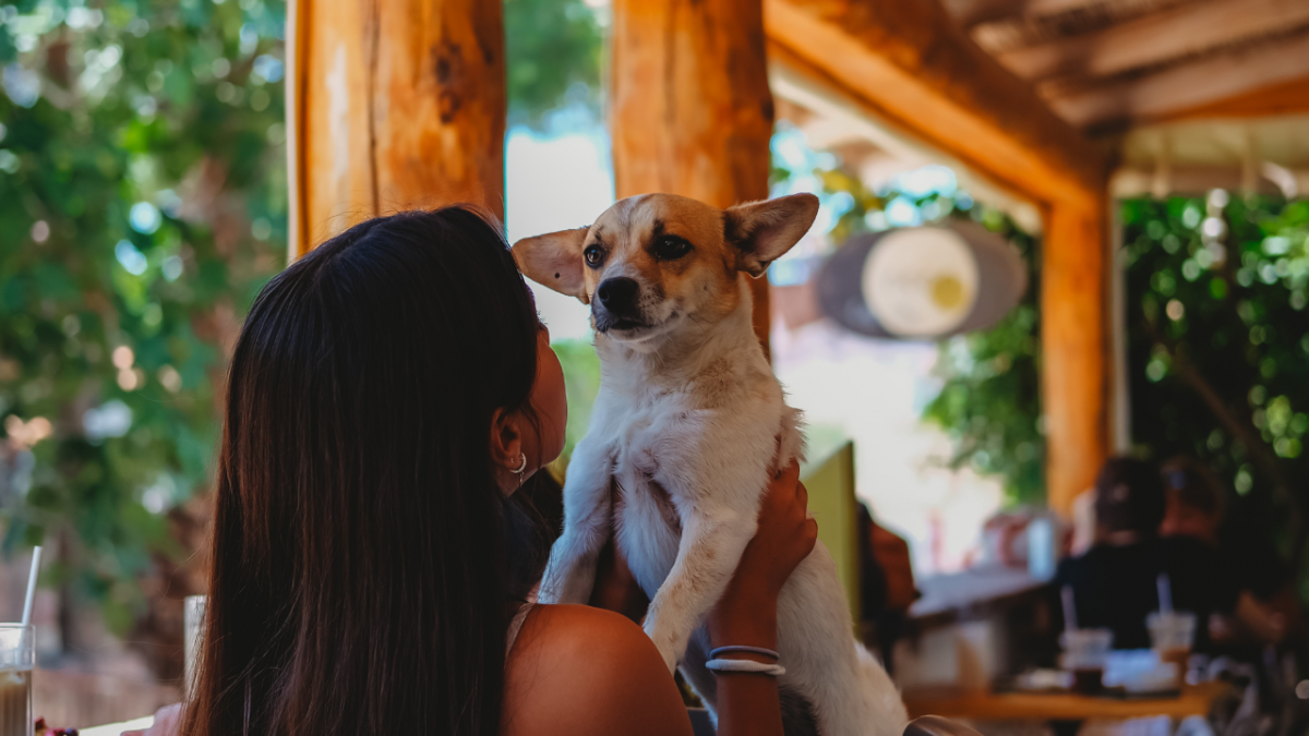 5014-perro-en-restaurante-dog-friendly-palamos