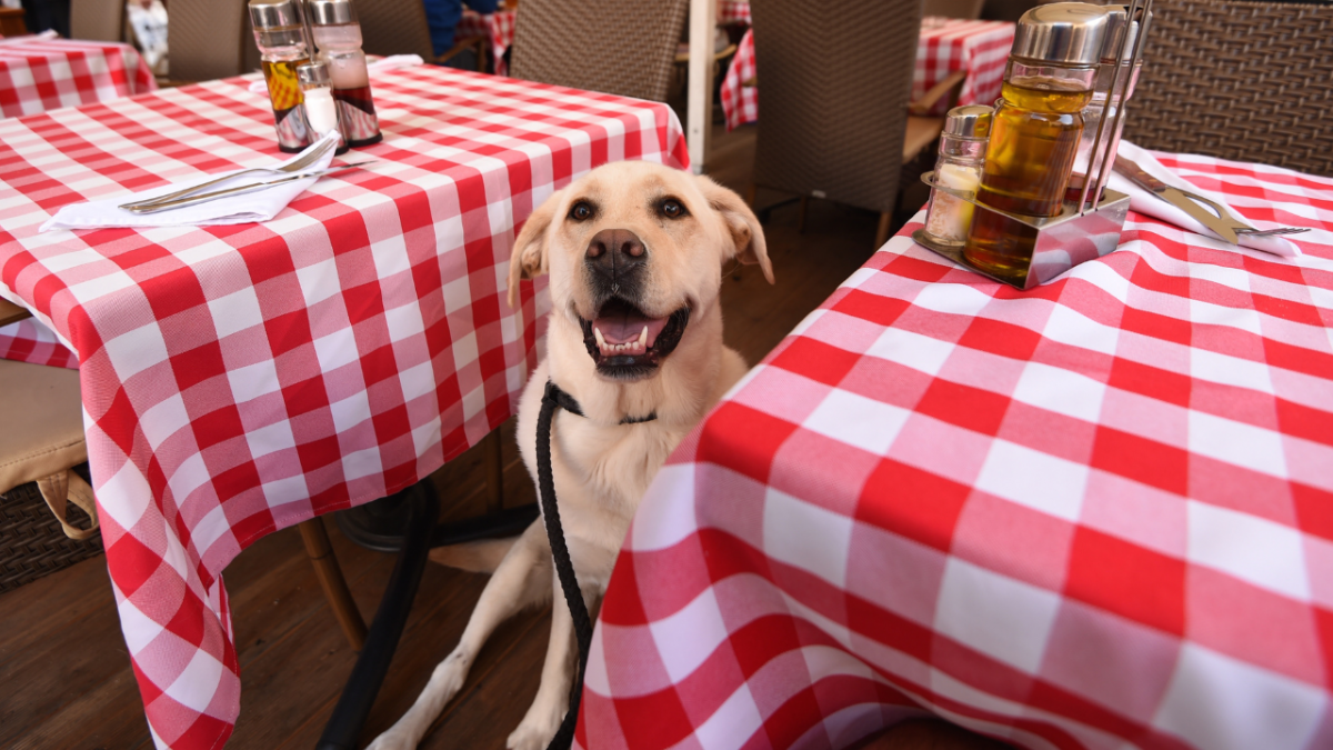 5018-perro-en-restaurante-de-palamos