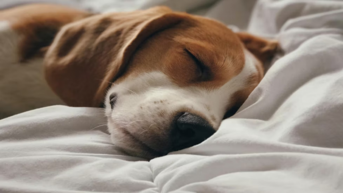 5052-hotel-dog-friendly