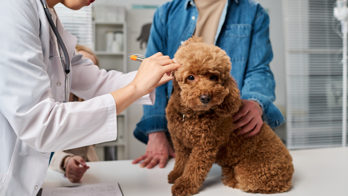 5094-otitis-perros-veterinario