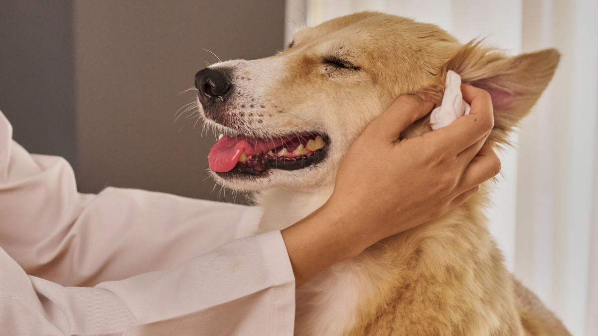 5100-tratamiento-casa-otitis-perro