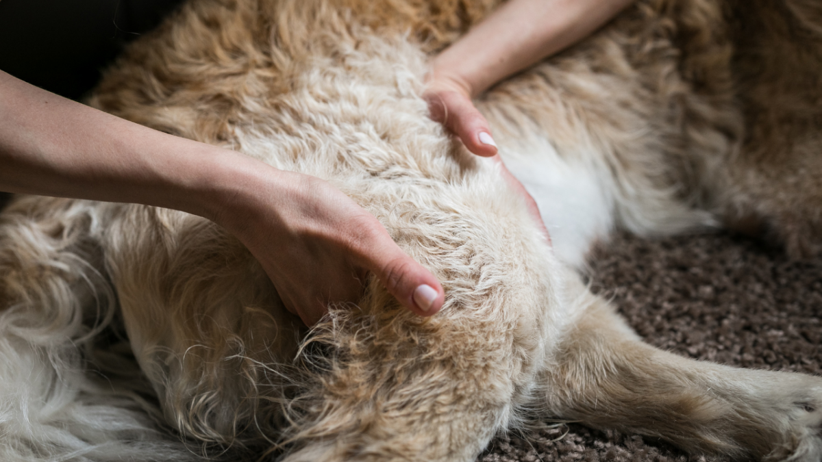 5119-osteopatia-animal-beneficios