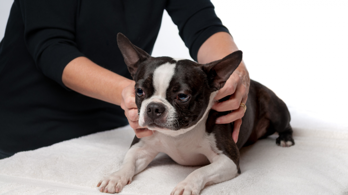 5121-osteopatia-para-perros-beneficio
