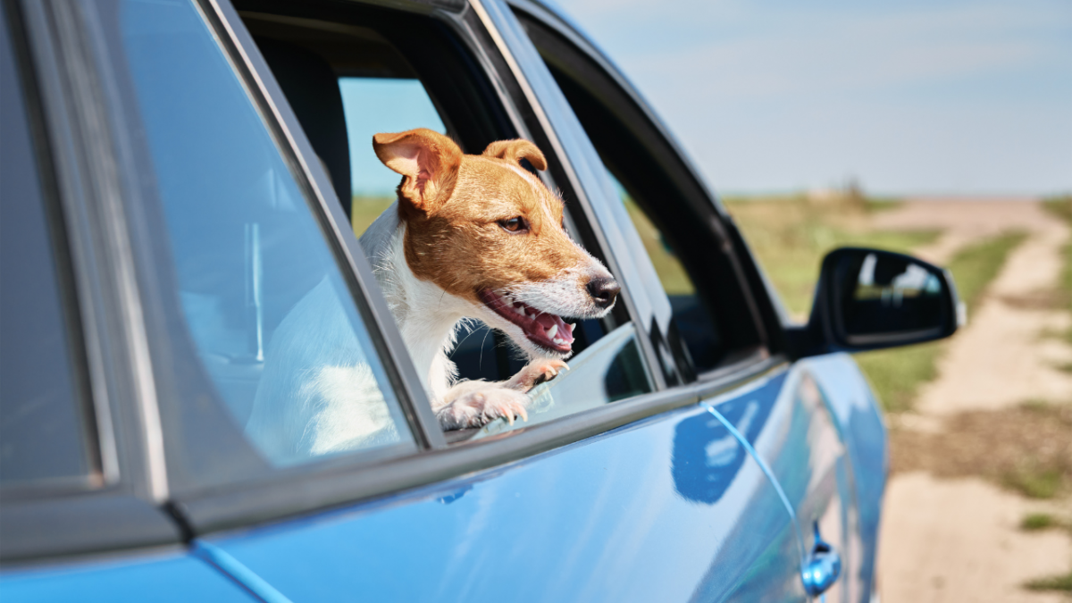 5161-perro-coche-golpe-de-calor