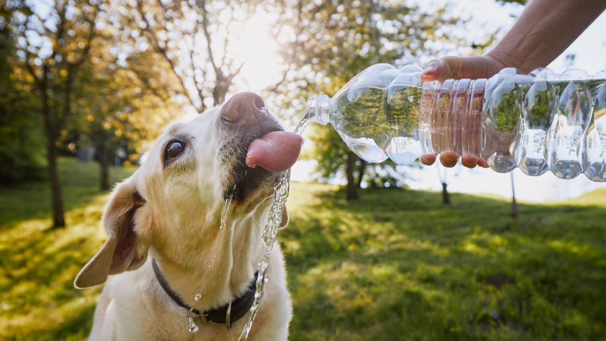 5163-perro-bebiendo-agua
